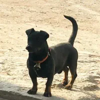 توله پیتبول