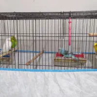 مزغ عشق|پرنده|شیراز, احمدی جنوبی|دیوار