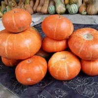 کدو تنبل