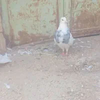 طوق الماسی وجوجه پلاکی|پرنده|طبس, |دیوار