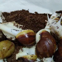 حلزون مولد آچاتینا