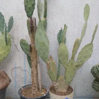 کاکتوس