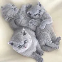 گربه های اشرافی iran cats|گربه|رشت, بازار|دیوار