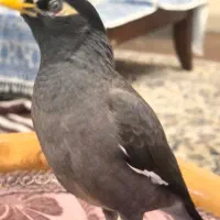 مینای ماده دستی تخم گذار