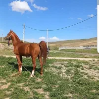 فروش اسب