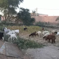 بز و بره|حیوانات مزرعه|اهواز, زرگان|دیوار