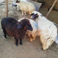 بره نر پروار