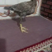 مجسمه جوجه لاری