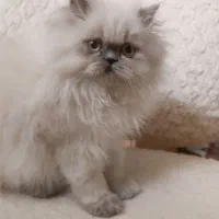 گربه هیمالین ۳ ماهه