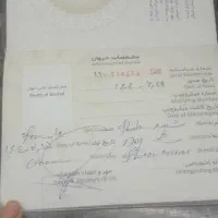 توله شیتزو ماده مهربون بازیگوش حرف گوش کن|سگ|کرج, حصارک بالا|دیوار