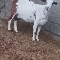 فروش بز صلاله گل توپی دوکهری|حیوانات مزرعه|خمیر, |دیوار