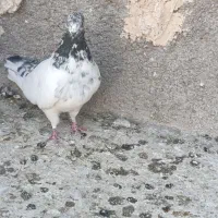 کبوتر|پرنده|یزد, |دیوار