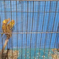 قناری ماده|پرنده|خمینی‌شهر, |دیوار