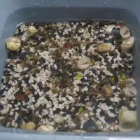 حلزون فانوسی وسنگ ریزه|ماهی|قم, زند آباد|دیوار