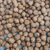 گردو تازه اعلا مغز سفید