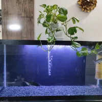 آکواریوم بزرگ با تمامی وسایل|ماهی|بم, |دیوار