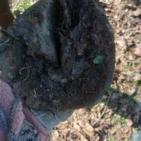 نعل بندی اسب|اسب و تجهیزات اسب‌سواری|فومن, |دیوار