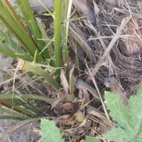 پاجوش نخل از نوع بریم|گل و گیاه طبیعی|خرمشهر, |دیوار