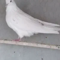 ماده پرشی ساعتی|پرنده|مهریز, |دیوار