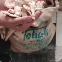 زنجبیل قلم،چینی،هندی،