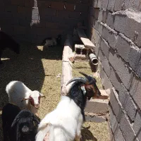 دزدی|حیوانات|ورامین, ورامین|دیوار