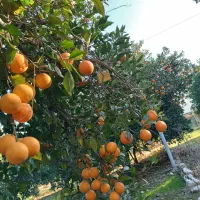 خانه باغ بزرگ با امکانات کامل