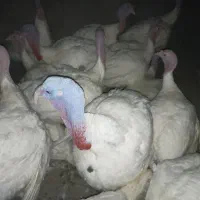 بوقلمون بیوتی گوشتی