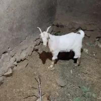 بزغاله ماده تکه خورده|حیوانات مزرعه|قم, باجک یک|دیوار