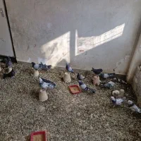 بوم اصفهانی درجه یک|پرنده|برخوار, |دیوار