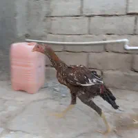 خروس ترک|پرنده|خاش, |دیوار