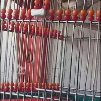 فروش سهره کرمونی|پرنده|نوشهر, |دیوار