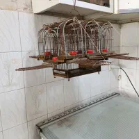 قفس تله سهره