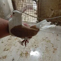 پرنده|پرنده|خرمآباد, |دیوار