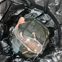 ماهی ردتیل ۲۰سانت