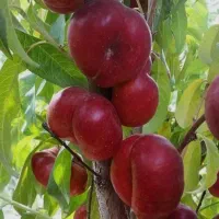 نهال شلیل انجیری|خدمات باغبانی و درختکاری|جوانرود, |دیوار