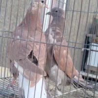 کبوتر دمگیر|پرنده|اصفهان, باتون|دیوار