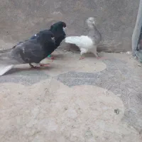 3تا کبوتر