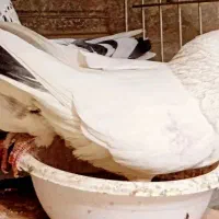 کبوتر ماده سفید گمشده زیر بالش پرچمی وسط دمش سیاه