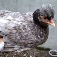 مرغ و خروس فروشی