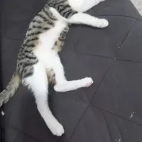 واگذاری رایگان 2تا بچه گربه dsh