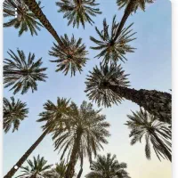 فروش زمین در دلوار