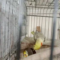 عروس هلندی ماده|پرنده|پردیس, شهرک صنعتی خرمدشت فاز ۷|دیوار