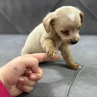 واگذاری سگ جیبی