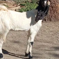 بزابستن گیسه دوقلوزا