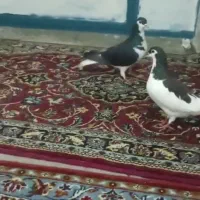 2عدد کفتر جفت ساده سیاه  سالم