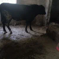 گوساله نر ۱۵ ماهه آنگوس و سفید آبی
