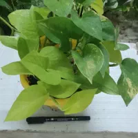 با گلهای زیبا طراوت را به خانه خود هدیه کن|گل و گیاه طبیعی|شاهین‌شهر, عطار|دیوار