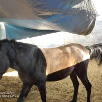 مادیان کرد|اسب و تجهیزات اسب‌سواری|نی‌ریز, |دیوار