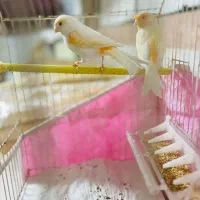 قناری موزاییکی