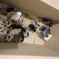 جوجه محلی اصیل زابل و دستگاه جوجه کشی هدایت|حیوانات مزرعه|زابل, |دیوار